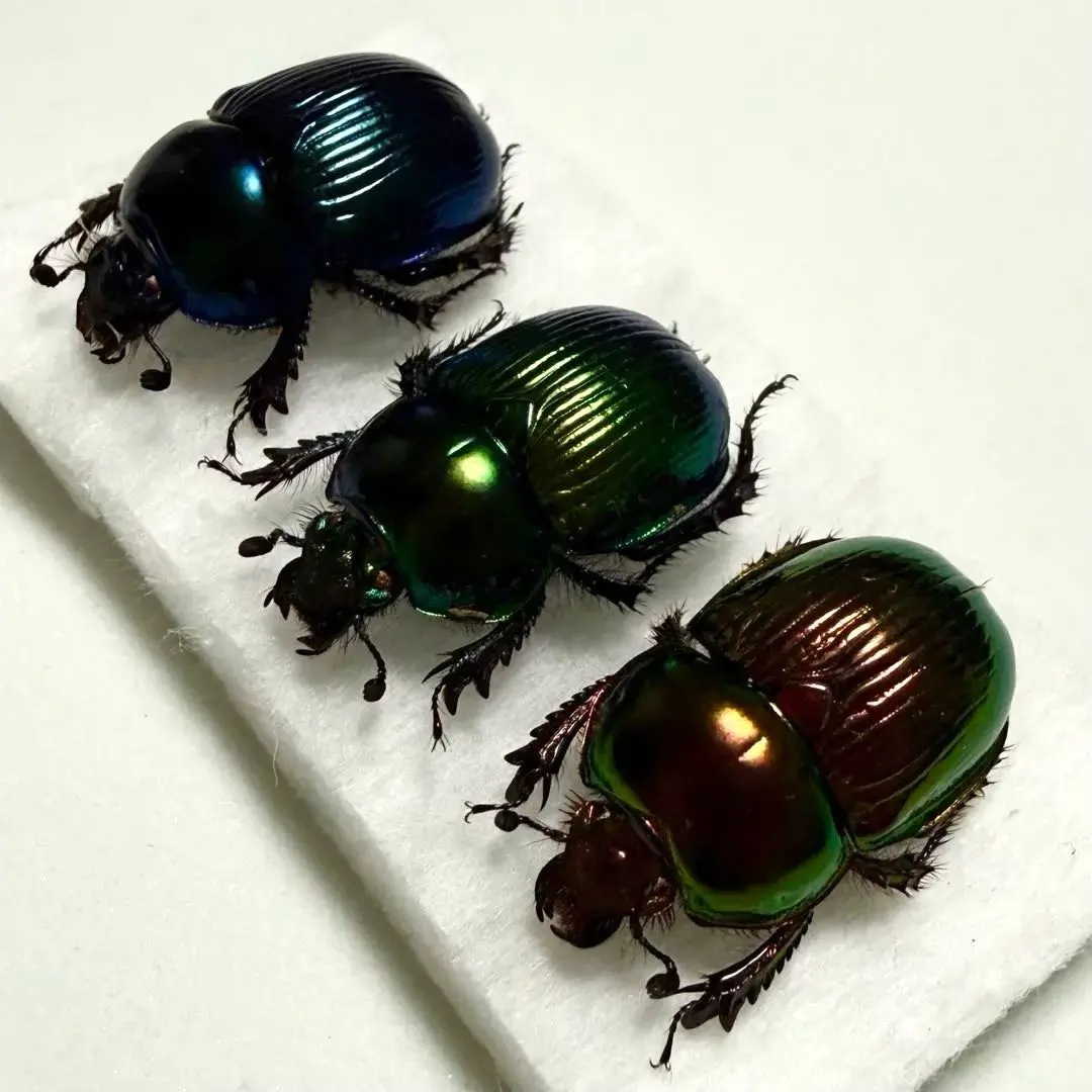 2026年最新】オオセンチコガネの人気アイテム - メルカリ