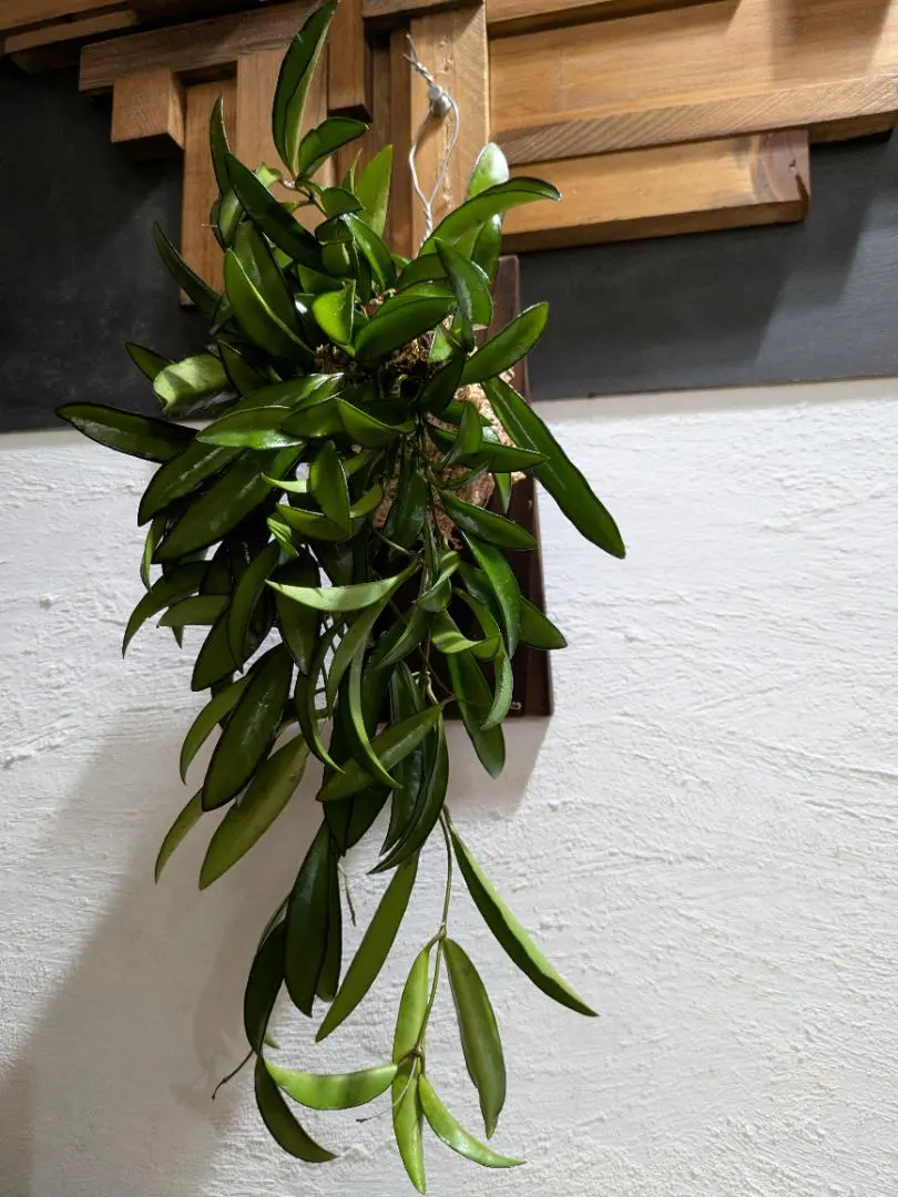 2026年最新】チャイナビーンズ ホヤの人気アイテム - メルカリ