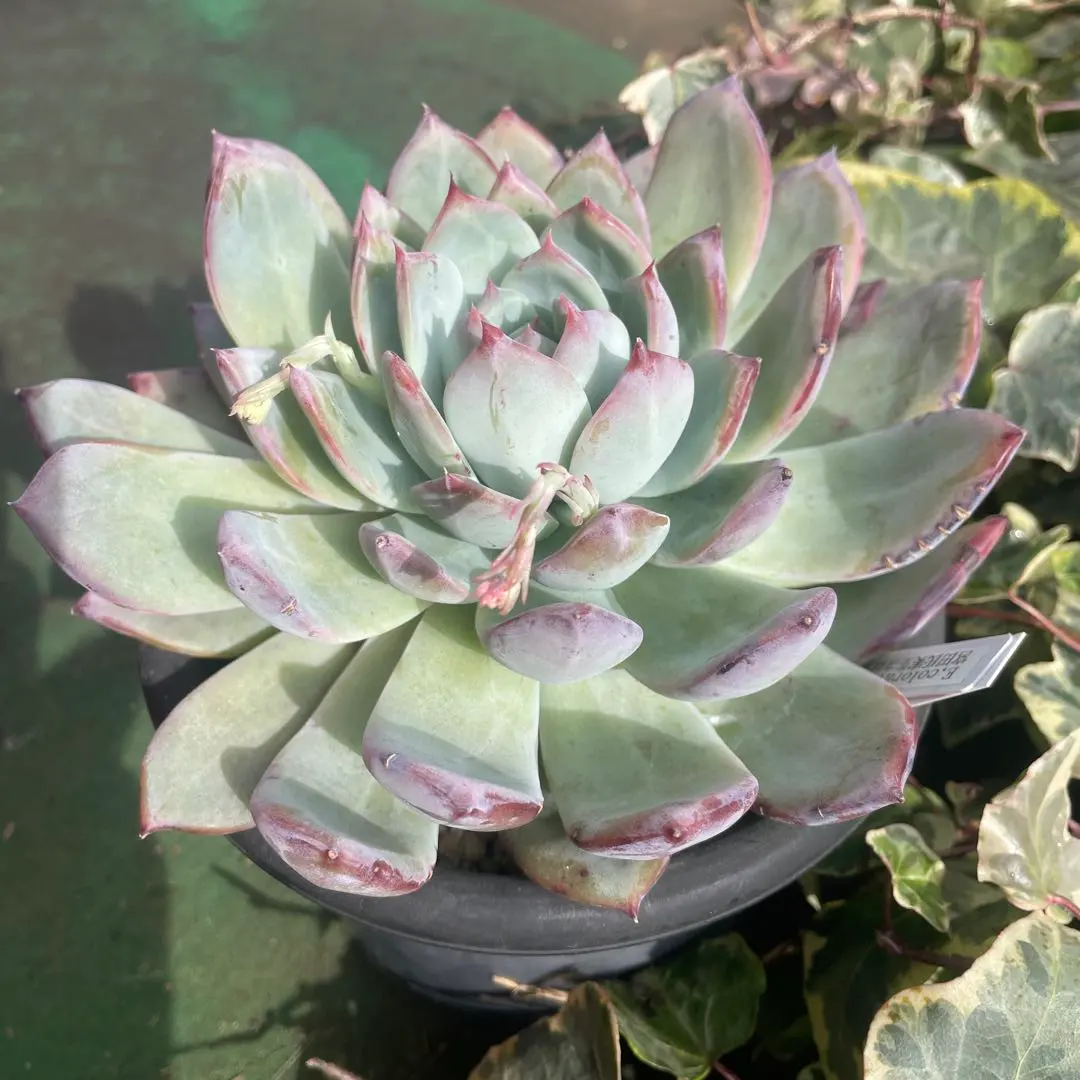 2026年最新】コロラータ 錦玉園の人気アイテム - メルカリ