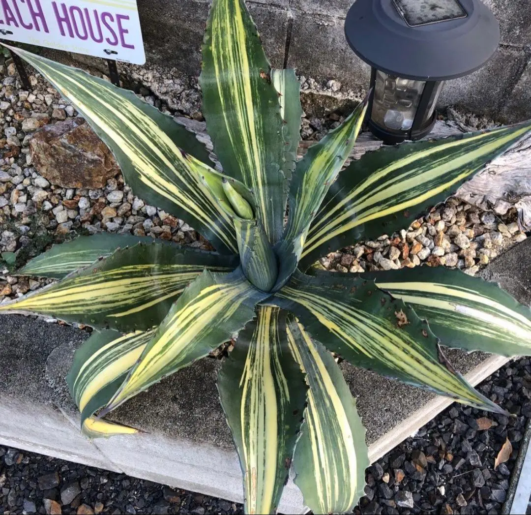 2026年最新】アガベ アメリカーナ 白 縞斑の人気アイテム - メルカリ