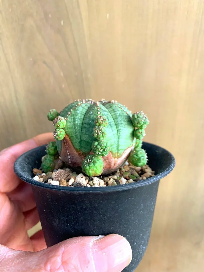 2026年最新】ユーフォルビア シンメトリカの人気アイテム - メルカリ