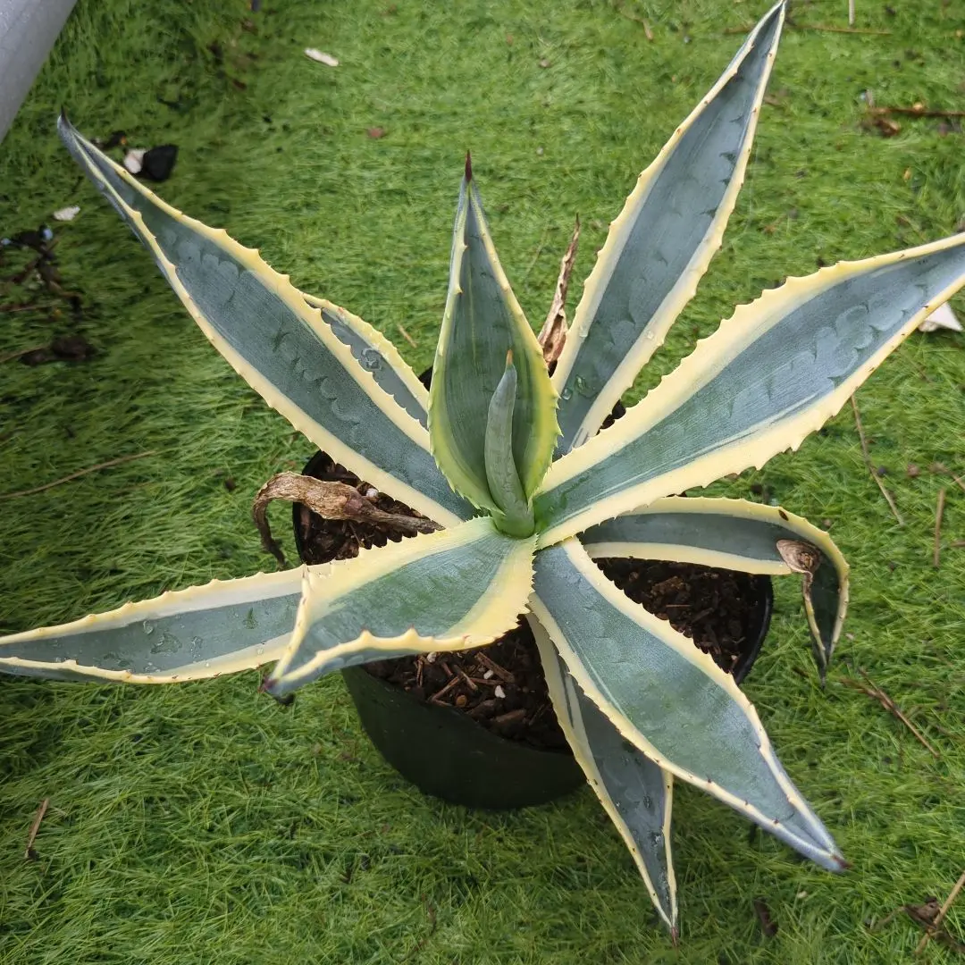 2026年最新】アガベ アメリカーナ 黄の人気アイテム - メルカリ