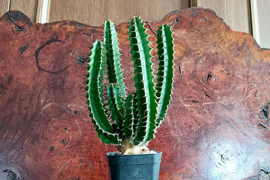 2026年最新】ユーフォルビア ムランジーナの人気アイテム - メルカリ