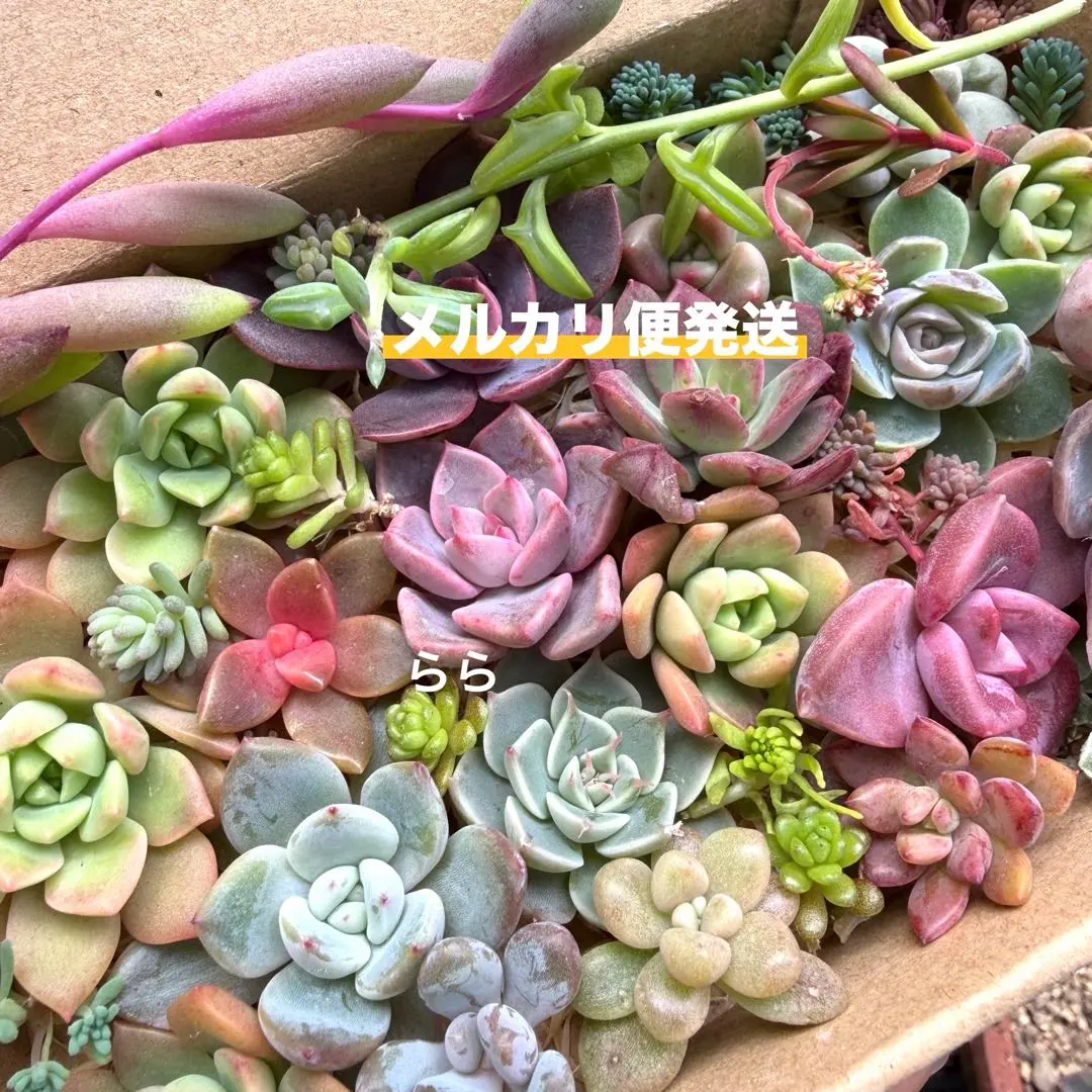 m85983256625_1.jpg?1771900007