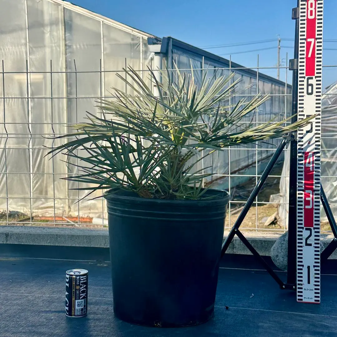 2026年最新】チャメロプスの人気アイテム - メルカリ