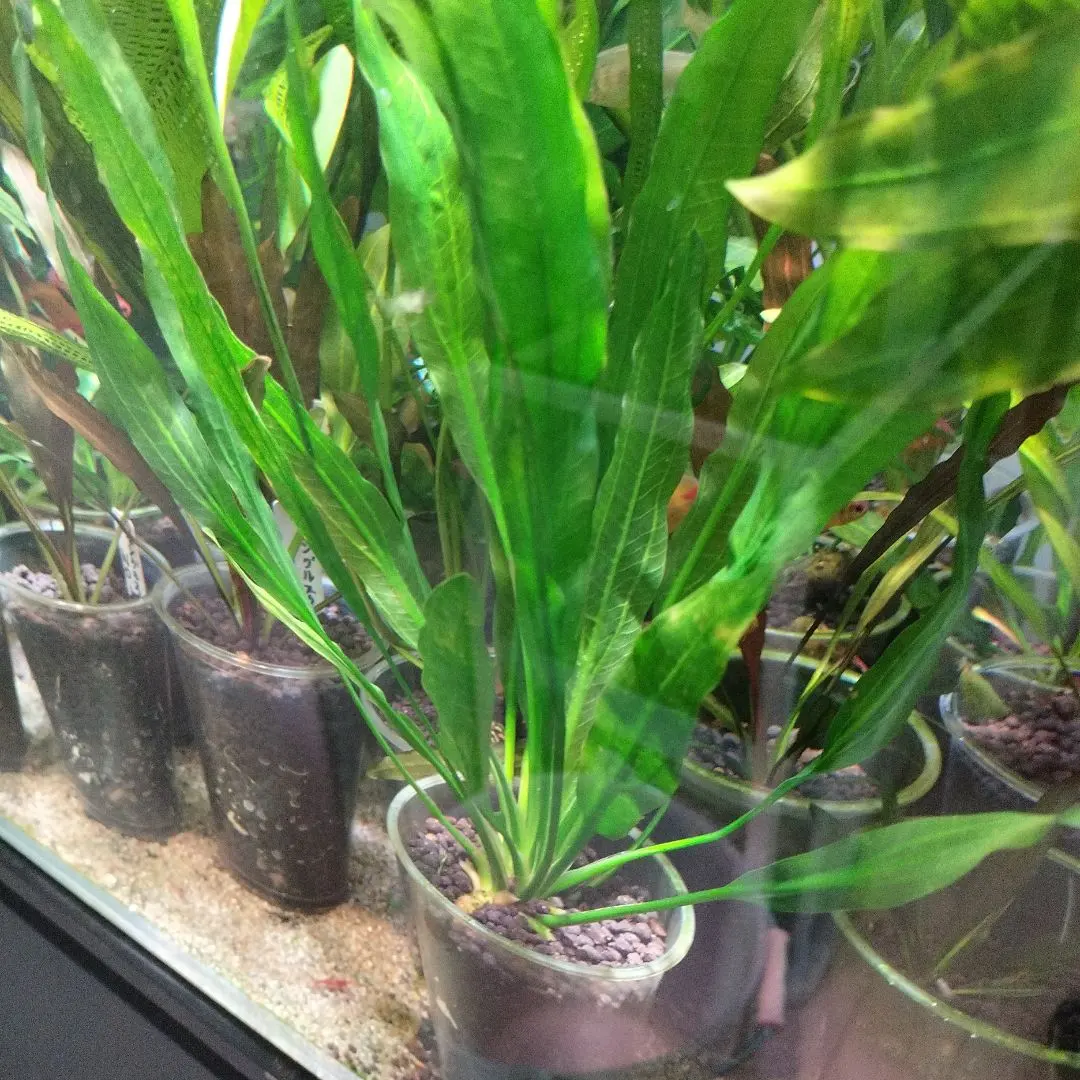 2026年最新】エキノドルス ホレマニーの人気アイテム - メルカリ