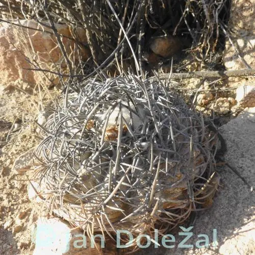 2026年最新】コピアポア 栗星玉の人気アイテム - メルカリ