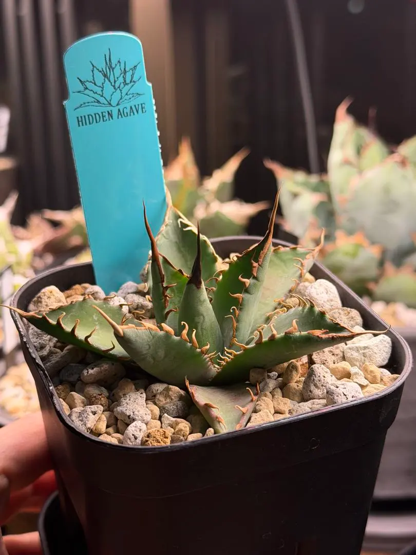 2026年最新】エボリスピナ ブラックの人気アイテム - メルカリ