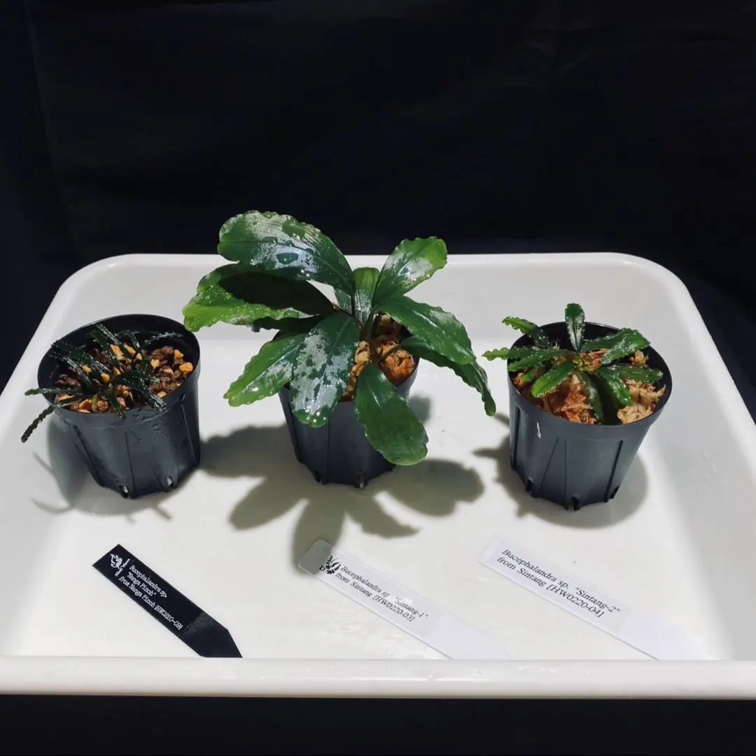 2026年最新】bucephalandra sp sintang-5の人気アイテム - メルカリ