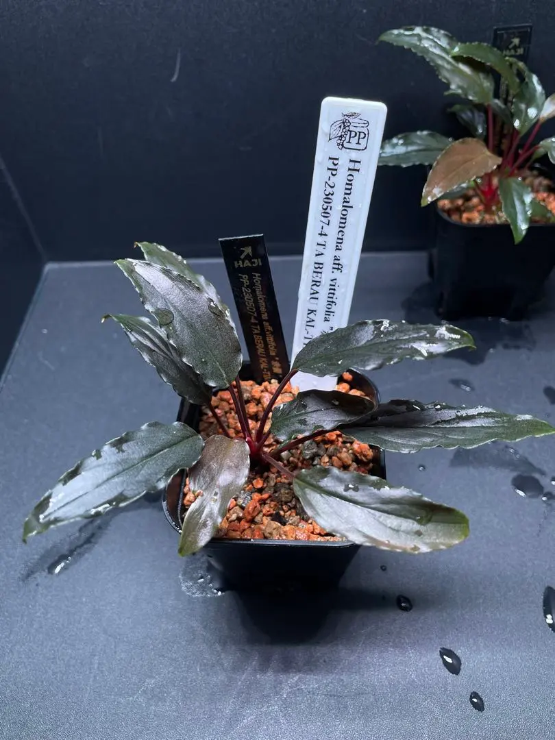 2026年最新】ホマロメナ 赤備の人気アイテム - メルカリ