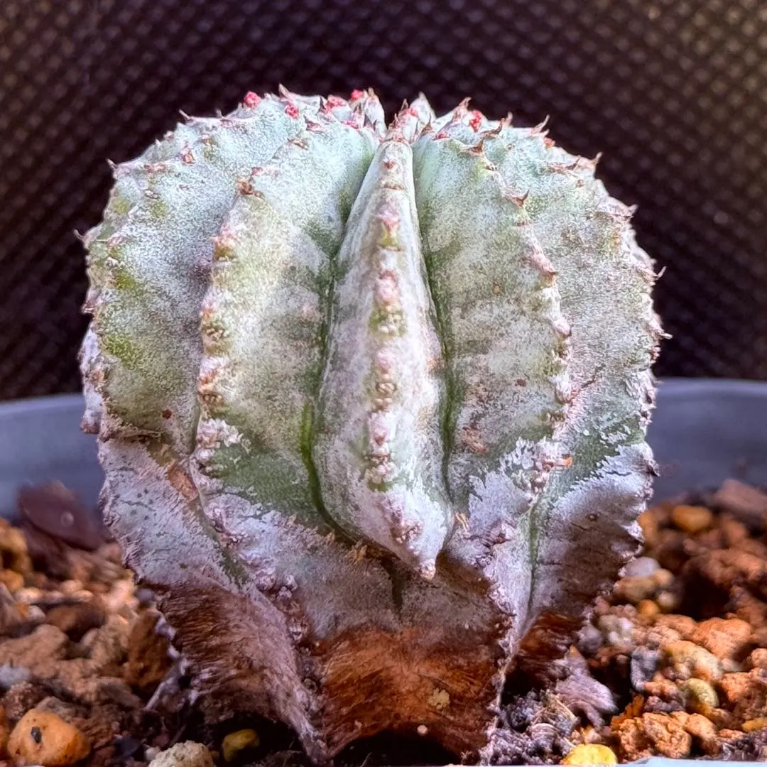 2026年最新】ユーフォルビア ホリダ白衣の人気アイテム - メルカリ