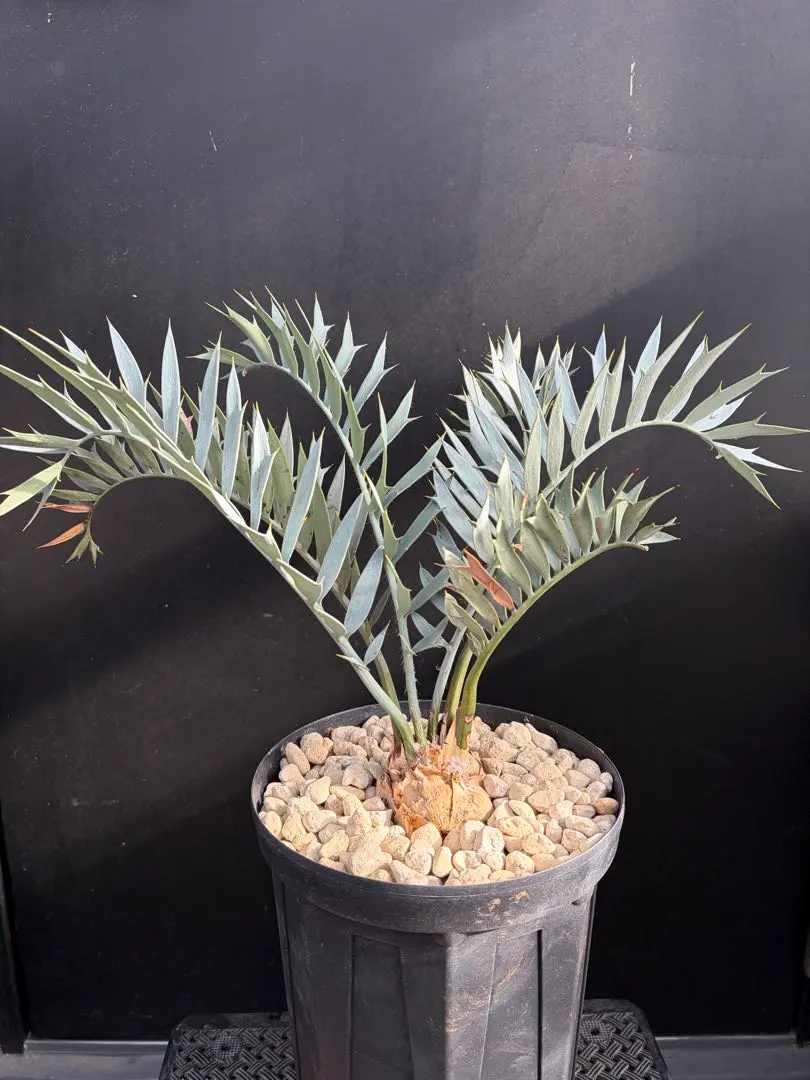 2026年最新】エンセファラルトス 種子の人気アイテム - メルカリ