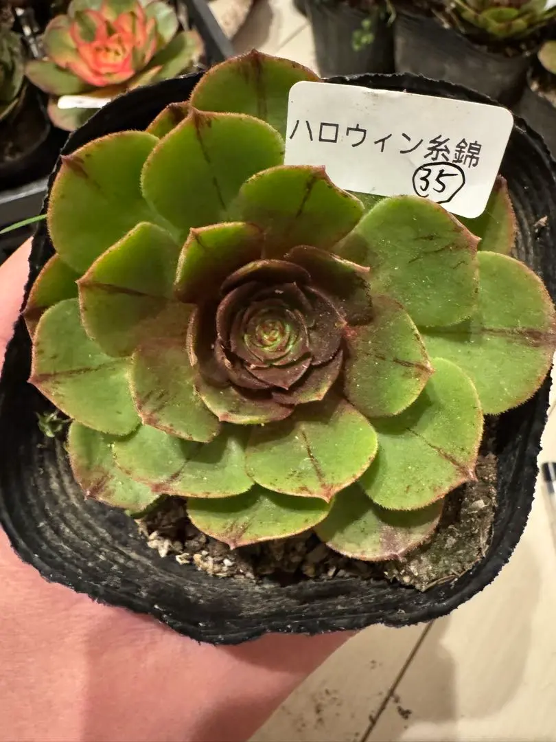 2026年最新】アエオニウム ハロウィン錦の人気アイテム - メルカリ