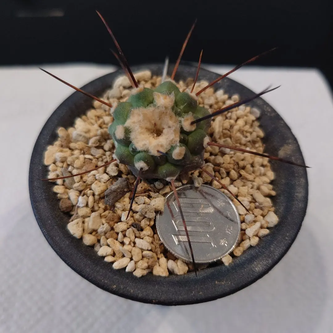 2026年最新】黒士冠の人気アイテム - メルカリ