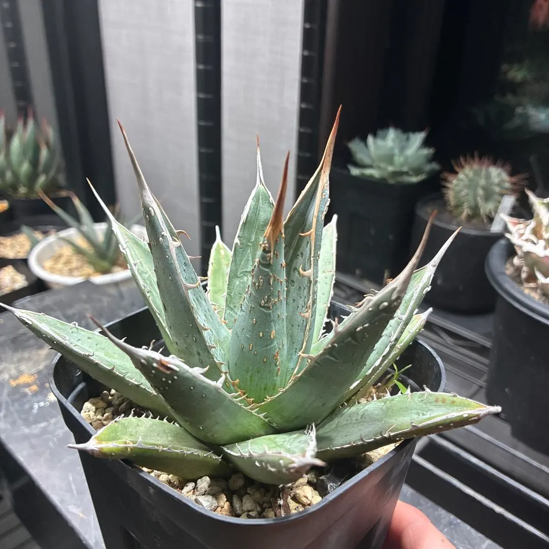 2026年最新】アガベ 帝釈天の人気アイテム - メルカリ