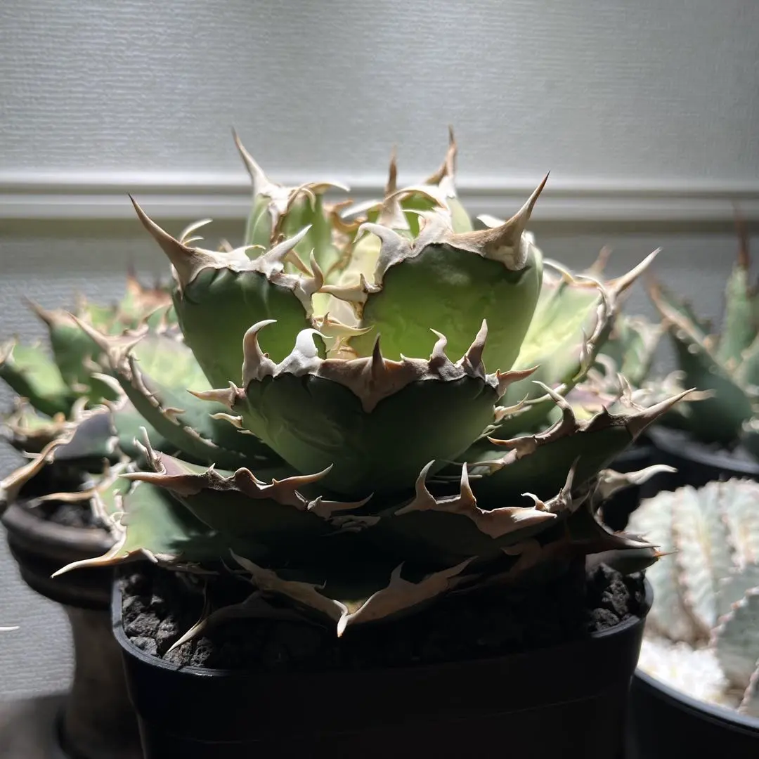 2026年最新】ホワイトホーク アガベの人気アイテム - メルカリ