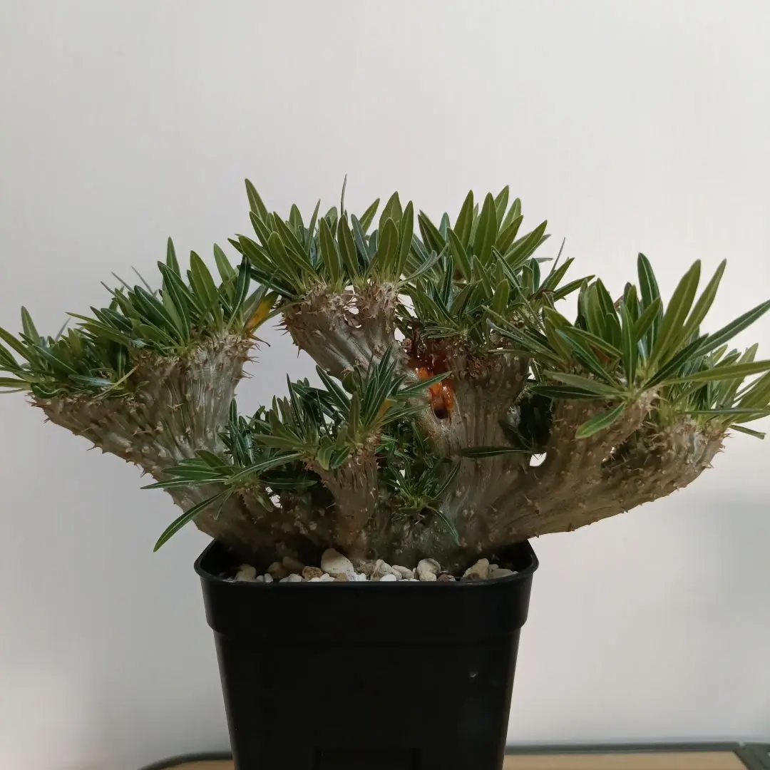 2026年最新】綴化 パキポディウムの人気アイテム - メルカリ