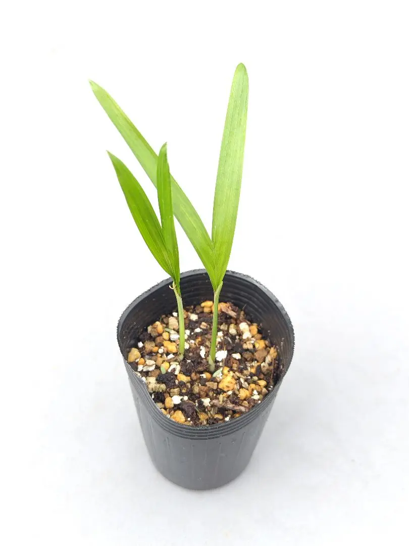 2026年最新】チャメヤシの人気アイテム - メルカリ