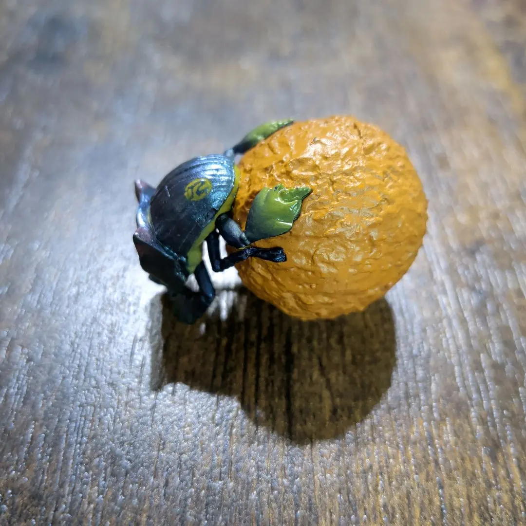 2026年最新】フンコロガシ 標本の人気アイテム - メルカリ