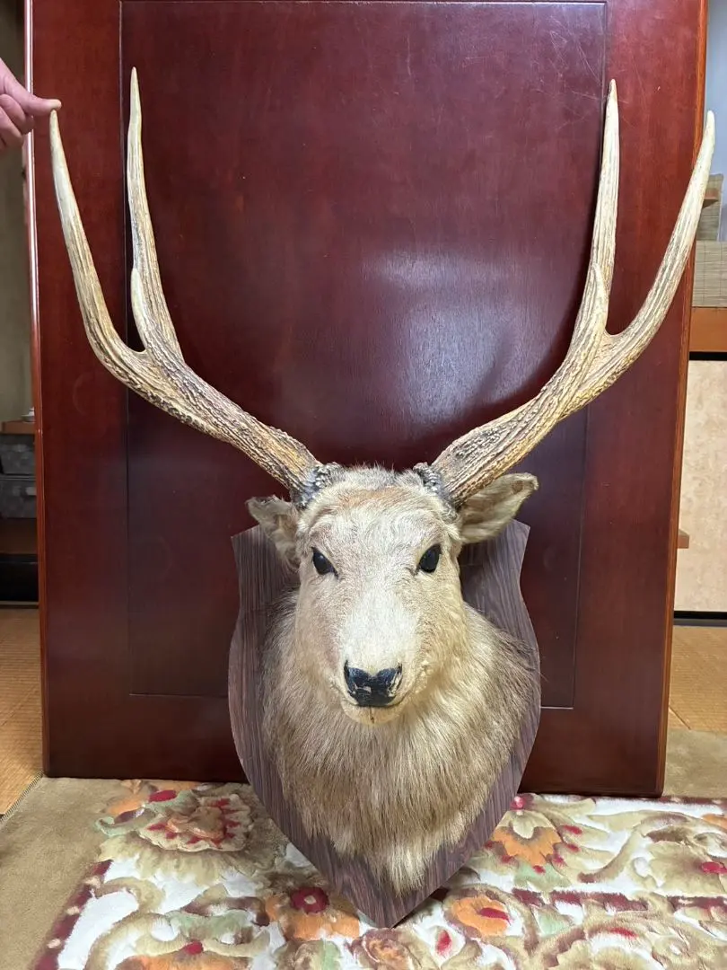2026年最新】鹿剥製 壁掛けの人気アイテム - メルカリ