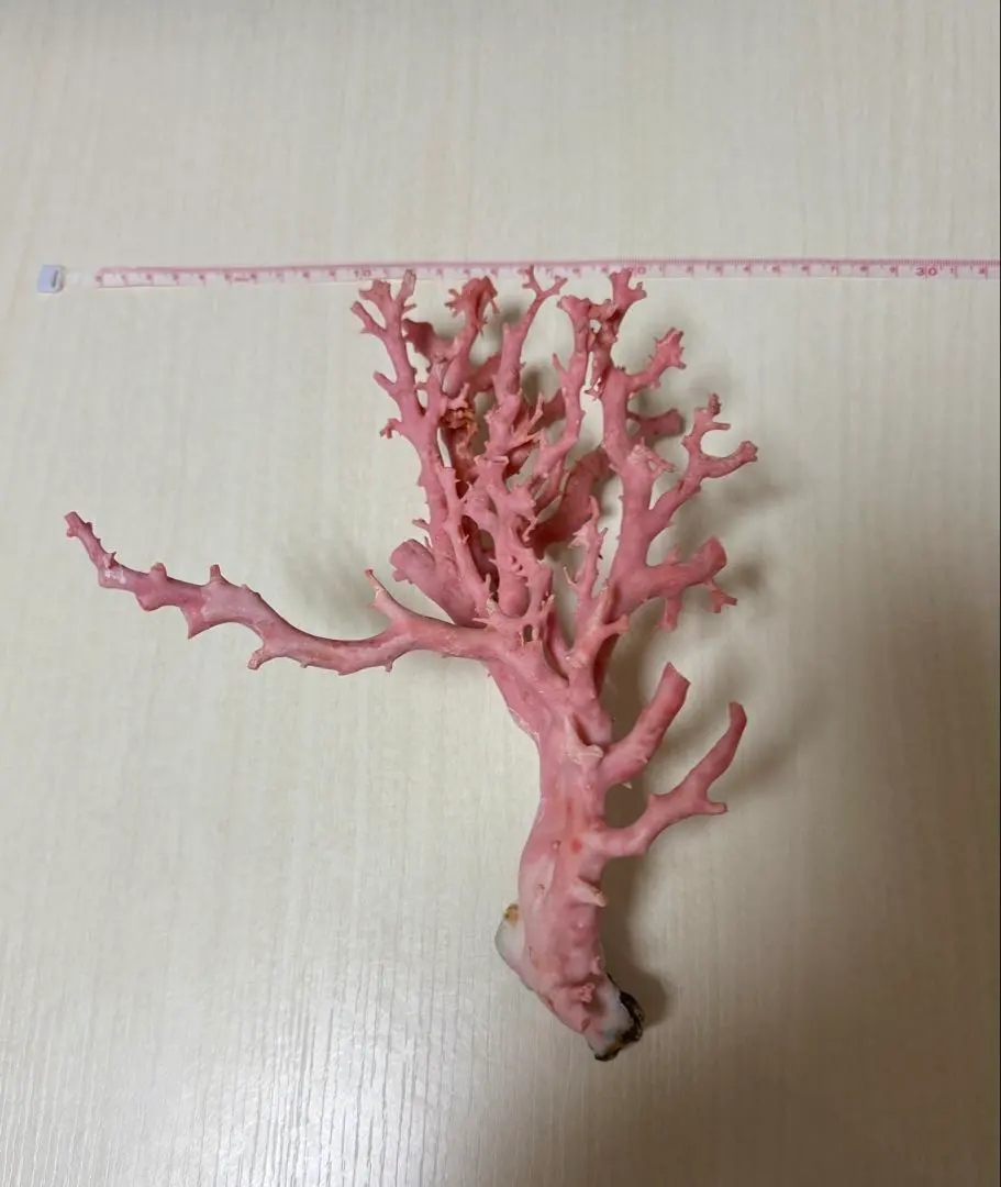 2026年最新】桃色珊瑚 原木の人気アイテム - メルカリ