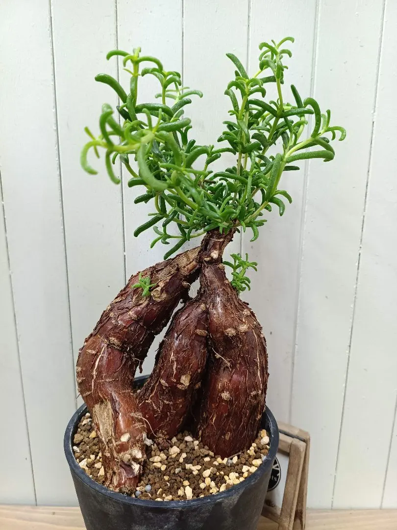 2026年最新】メストクレマ ツベローサムの人気アイテム - メルカリ