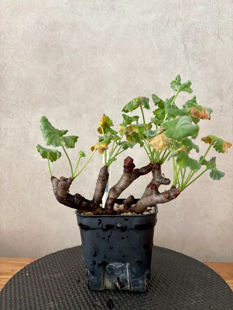 2026年最新】ペラルゴニウム ミラビレ 実生の人気アイテム - メルカリ