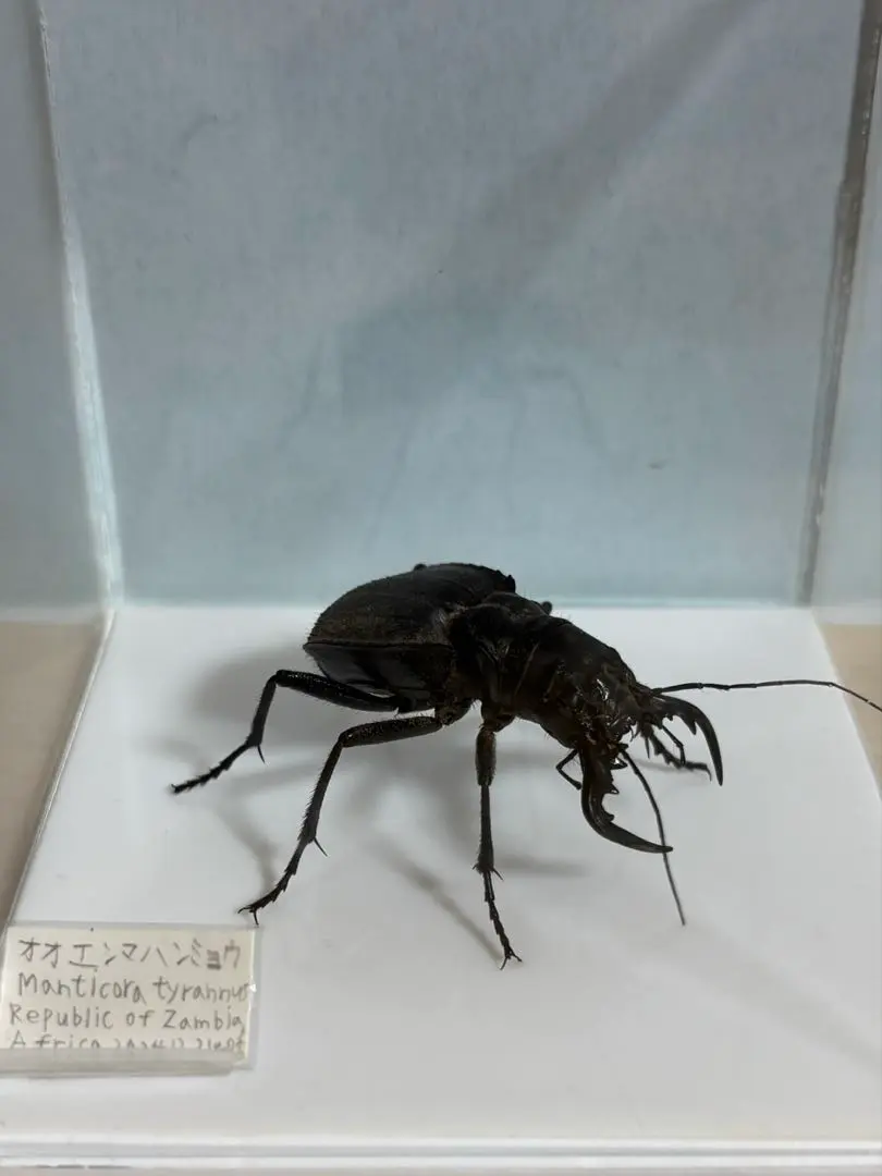 2026年最新】ハンミョウ 標本の人気アイテム - メルカリ