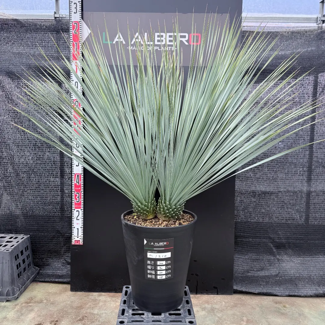 2026年最新】ユッカロストラータ ダブルヘッドの人気アイテム - メルカリ