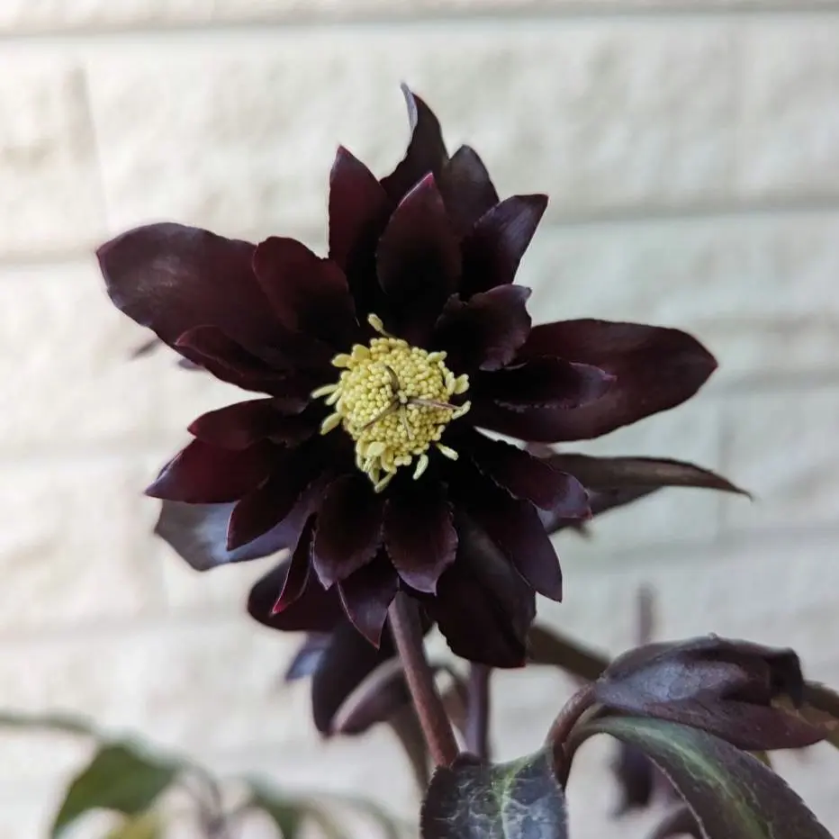 2026年最新】クリスマスローズ ブラックマジックの人気アイテム - メルカリ