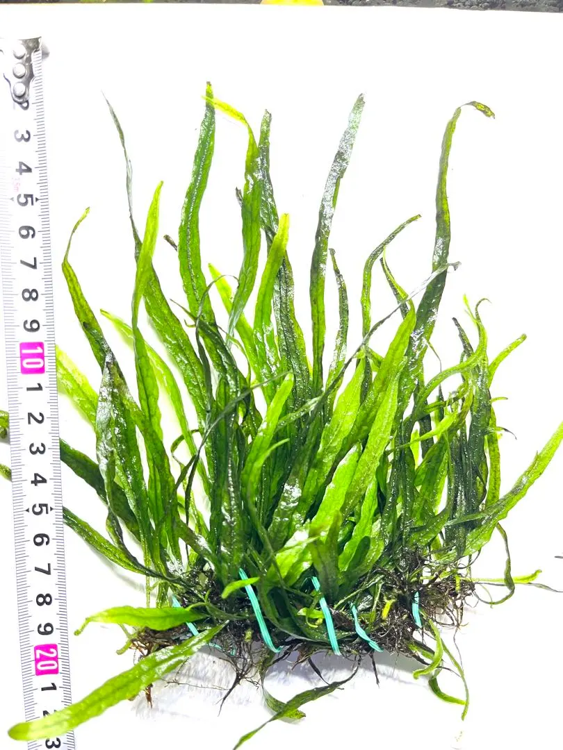 2026年最新】ミクロソリウム スモールリーフの人気アイテム - メルカリ