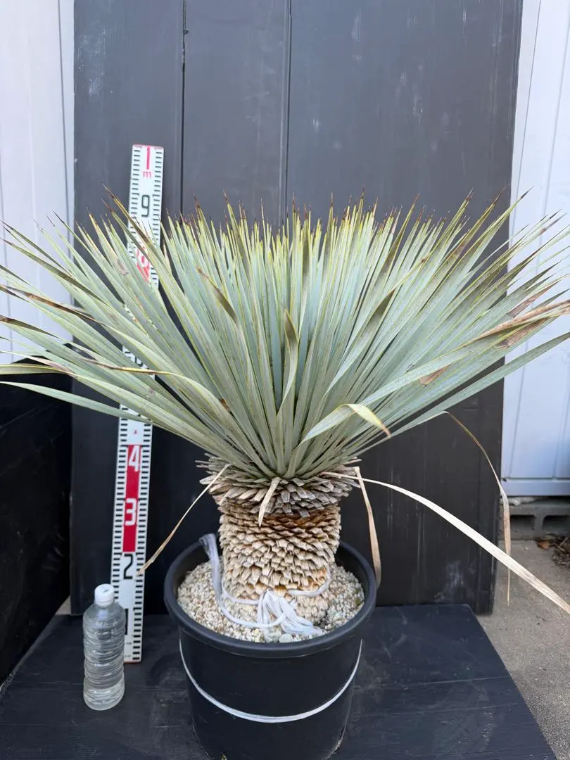 2026年最新】マルデヌベスの人気アイテム - メルカリ