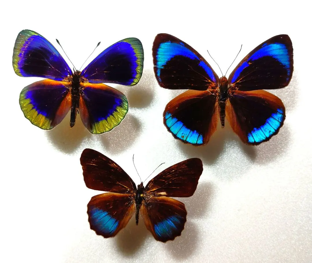 2026年最新】アグリアス 蝶 の人気アイテム - メルカリ