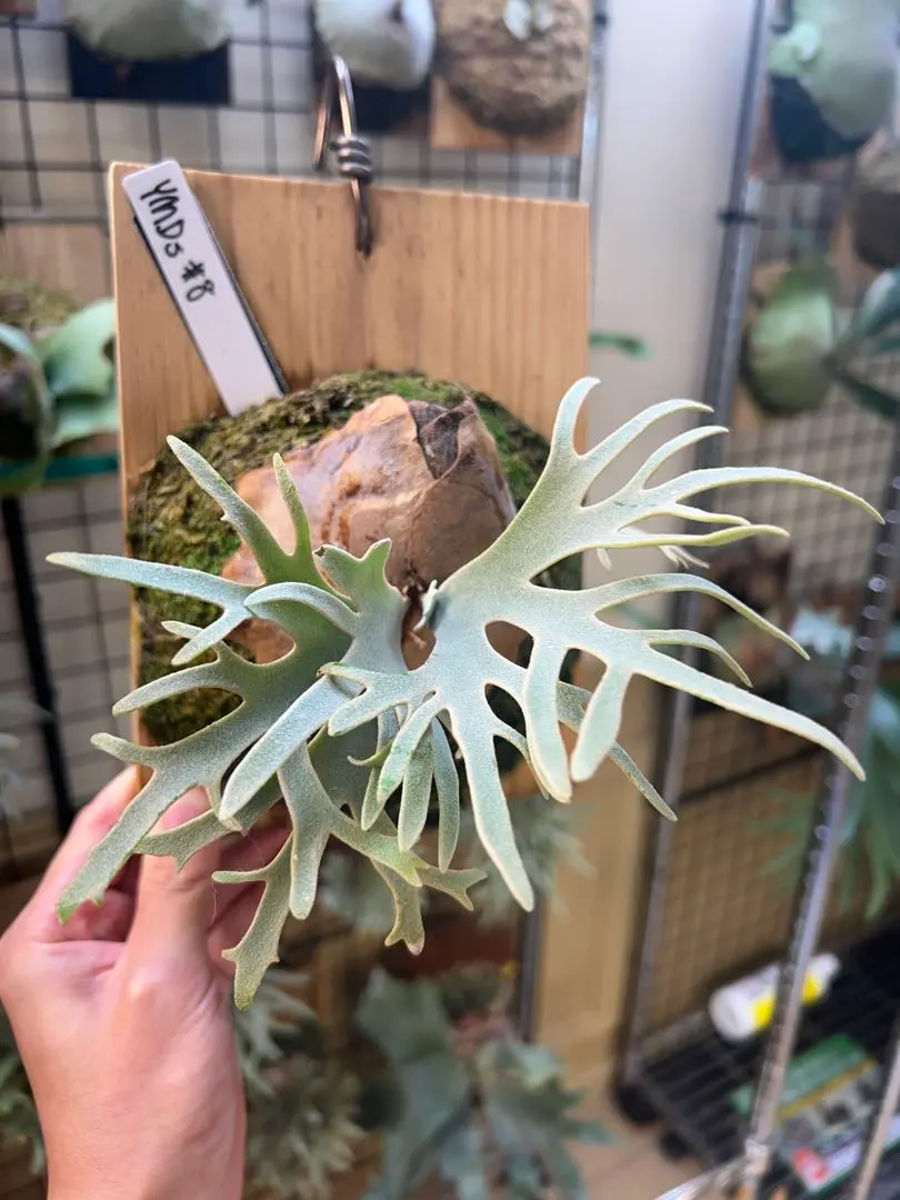 2026年最新】totoro sporeの人気アイテム - メルカリ