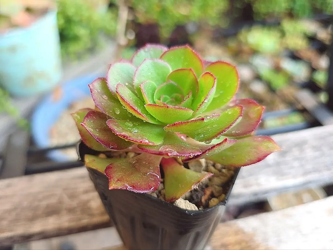 2026年最新】アエオニウム サラダボールの人気アイテム - メルカリ