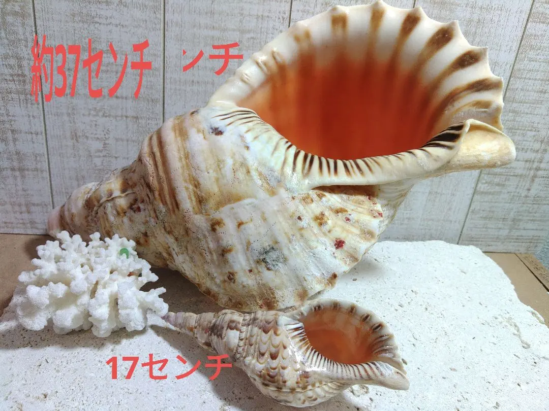 2026年最新】沖縄の法螺貝 ほら貝の人気アイテム - メルカリ
