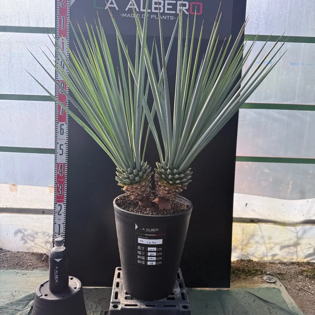 2026年最新】ユッカロストラータ ダブルヘッドの人気アイテム - メルカリ