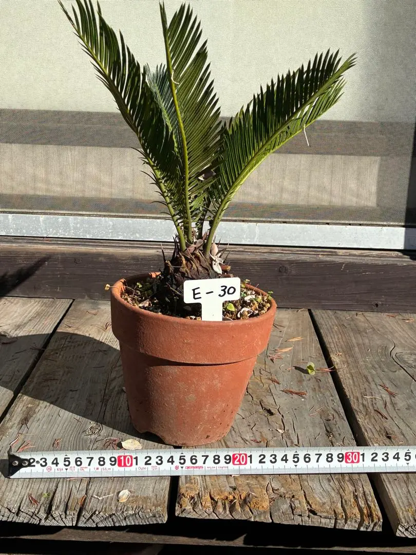 2026年最新】大きいソテツの人気アイテム - メルカリ