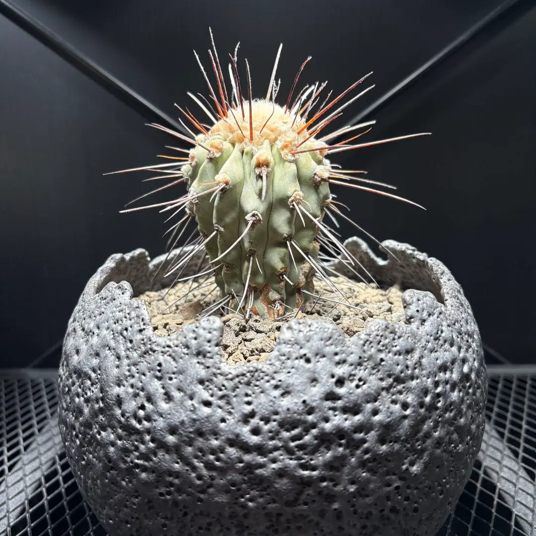 2026年最新】黒士冠の人気アイテム - メルカリ