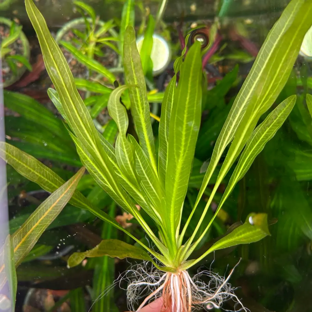 2026年最新】エキノドルス ホレマニーの人気アイテム - メルカリ