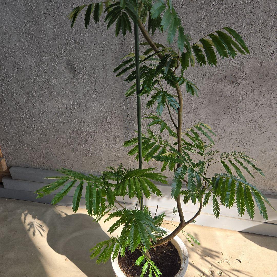 ⑪ エバーフレッシュ 曲がり仕立て 10号 特大苗木最高等級極上品