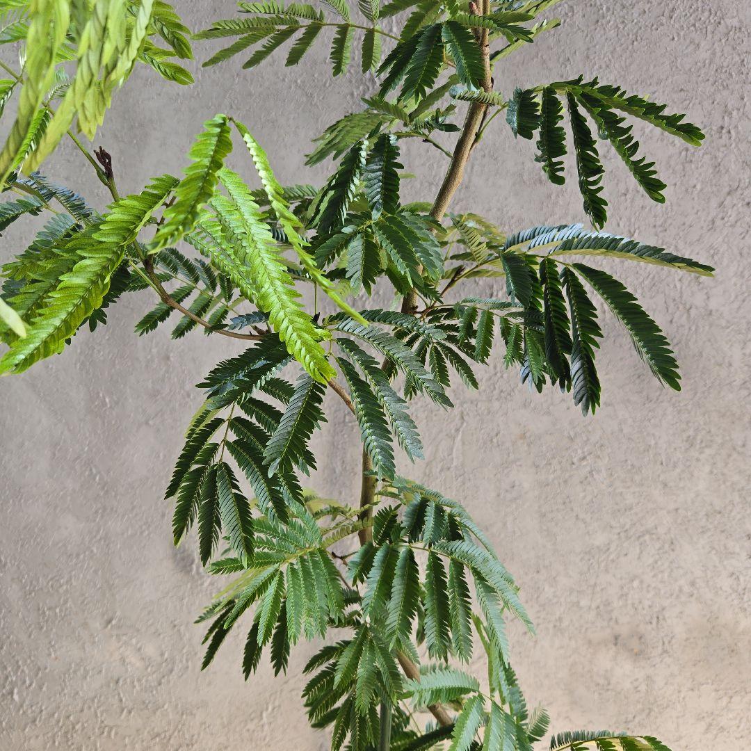 ⑪ エバーフレッシュ 曲がり仕立て 10号 特大苗木最高等級極上品