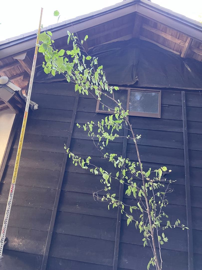 山採り　エゴノキ