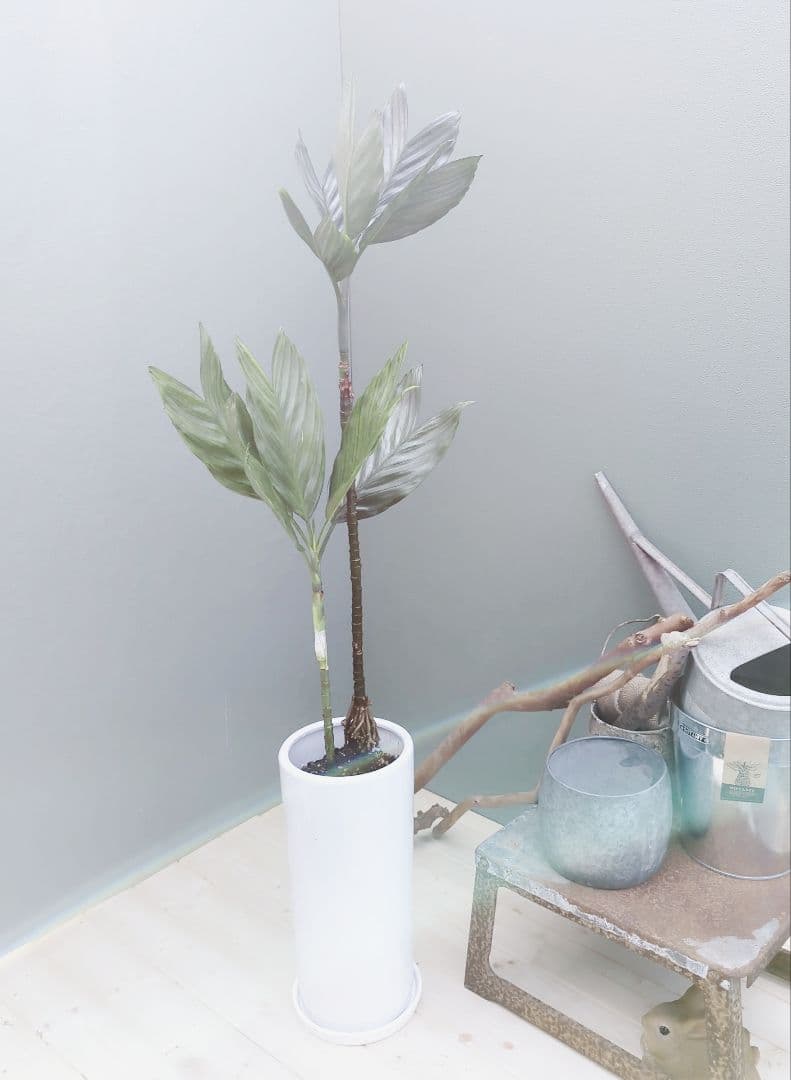 トウマ (ヤシ科)チャメドレア テネラ 現品 おしゃれ