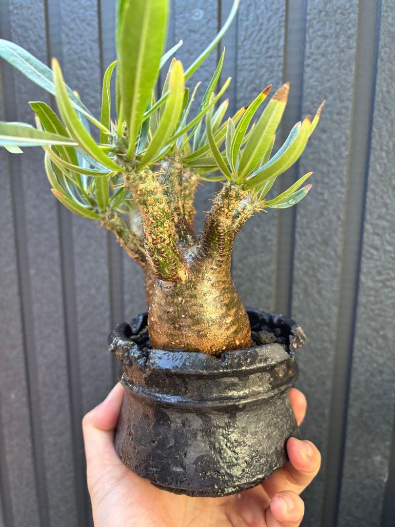 パキポディウム グラキリス (二頭)発根済み