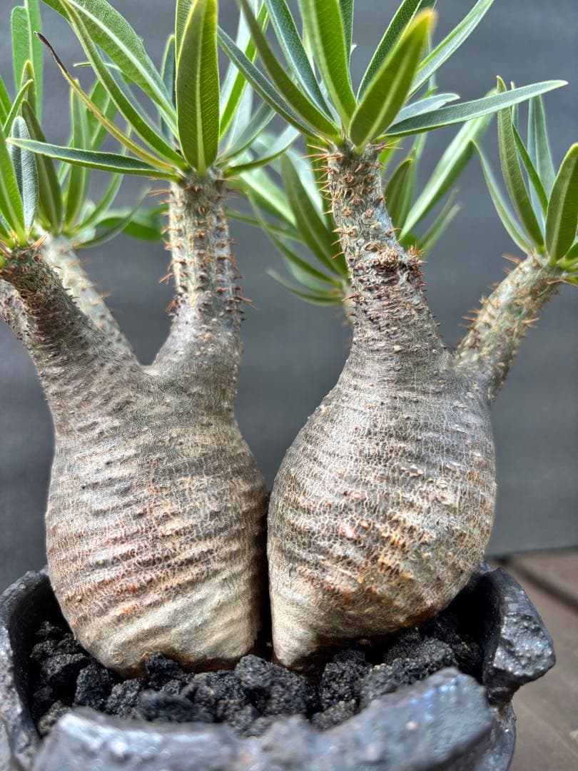 パキポディウム グラキリス (二頭)発根済み