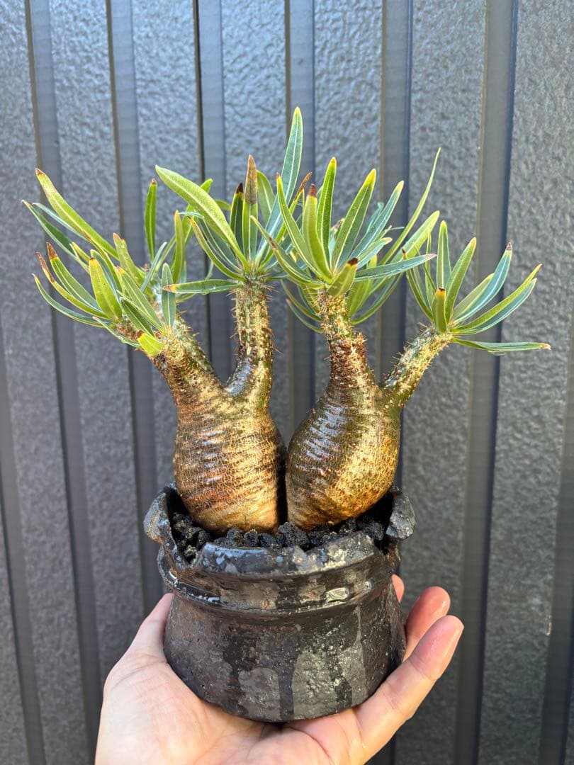 パキポディウム グラキリス (二頭)発根済み