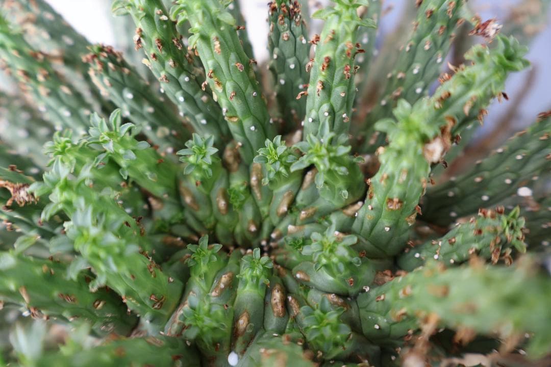 送込 超希少種 ユーフォルビア フスカ 蛮蛇頭 発根済 デセプタ