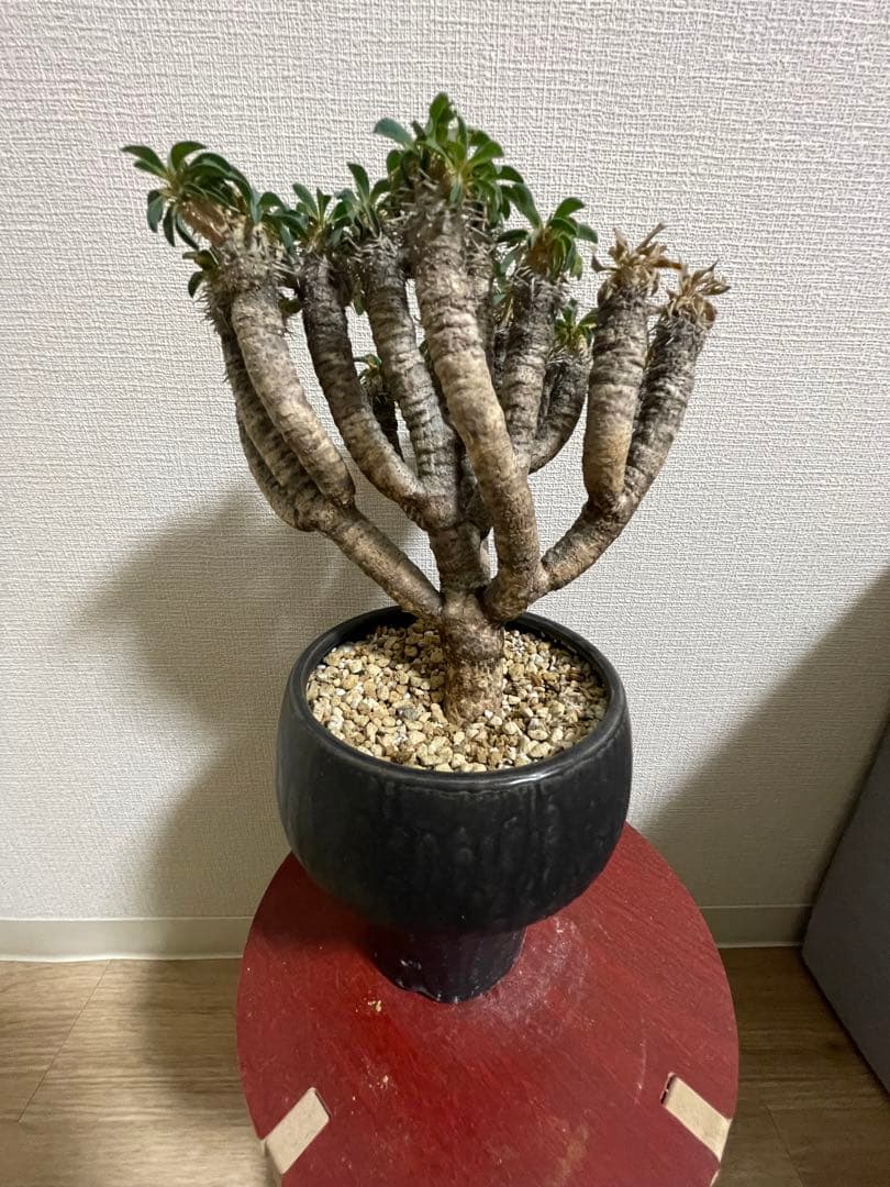 レア☆台湾産☆アガベ チタノタ 魔花 冰雹ぶつぶつ ドラゴンアガベ 魔花龍