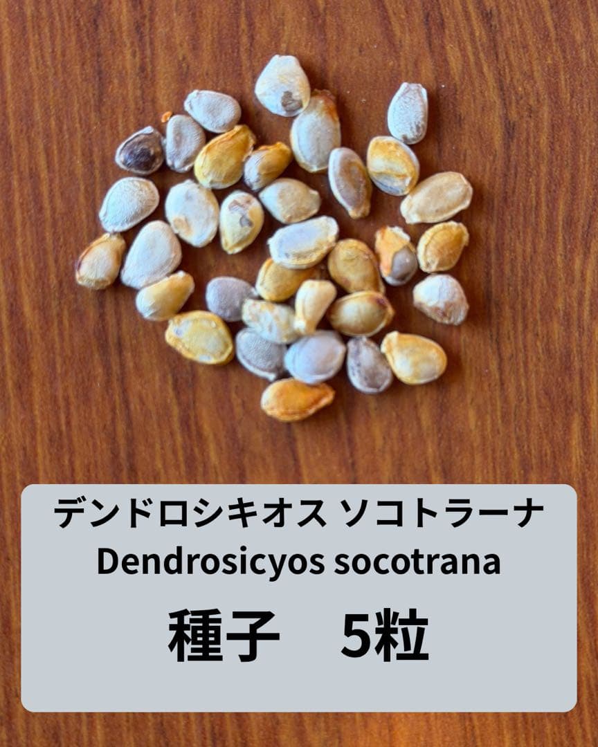 デンドロシキオスソコトラーナ 種子5粒 - メルカリ
